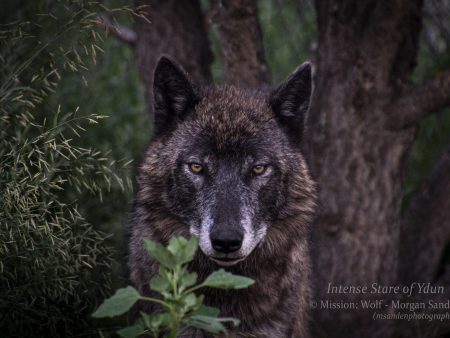 Intense Stare of Ydun  Metal Print (12 x18 ) For Cheap